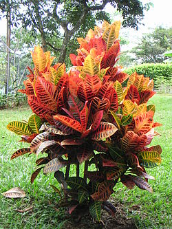 Codiaeum variagatum.