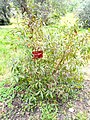 Combretum erythrophyllum - Villa Thuret - DSC04810. 
 JPG
