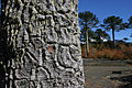 Araucaria araucana gövdesi.