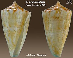 Description de l'image Conus brunneofilaris 1.jpg.
