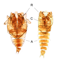 Exúvias de pupas de Corethrella davisi e Corethrella ananacola.