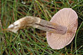 Cortinarius.alboviolaceus2.-.lindsey.jpg