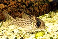 Corydoras kanei