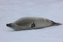 A crabeater seal injured by a predator Crabeater Seal Injured by Predator.JPG