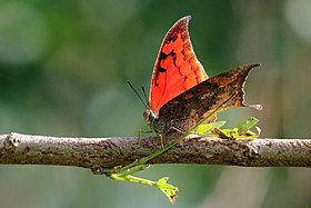 Fotografia de A. troglodyta.