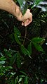 Rameau feuillé de Raputia aromatica en Montagne de Kaw (Guyane).