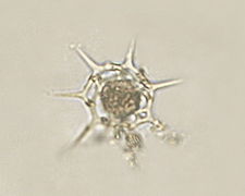 Kiselflagellaten Dictyocha speculum