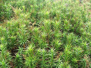 ''D. arboreum'' in its juvenile form covering the ground.