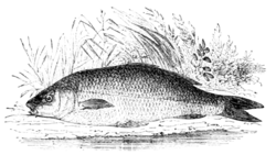 Fig. 26.—The Common Carp.