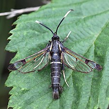 Rovstekelsglasvinge Synanthedon spheciformis