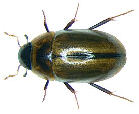 Enochrus coarctatus