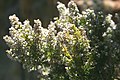 Erica arborea