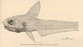 Hymenocephalus lethonemus