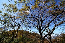 Fagus hayatae 98412.jpg