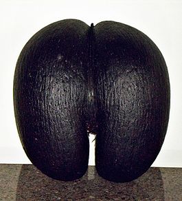 Female coco de mer seed.jpg