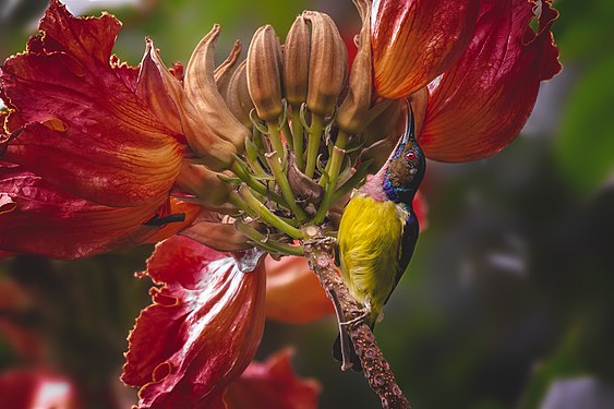 Filipijnen: Brown-throated sunbird (en)