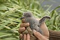 2008年1月23日 (水) 04:44時点における版のサムネイル