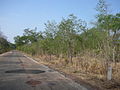 Süduferstraße in der Nähe des Mutaro Kunda Forest Park