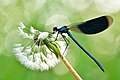 Platz 7: Sven Damerow - Gebänderte Prachtlibelle (Calopteryx splendens) im Naturschutzgebiet Gülper See - Die ersten Sonnenstrahlen der frühen Morgenstunden im Naturschutzgebiet Gülper See nutzt die Gebänderte Prachtlibelle zum Aufwärmen und Abtrocknen der Tautropfen, um die zum Start in den Tag erforderliche Temperatur zu erreichen. Auch hier wird vom Fotografen die Fragilität des Insekts auf dem fast abgeleerten Samenstand der Löwenzahnblüte durch die feinen Tropfen und den ruhigen Hintergrund gekonnt unterstrichen.