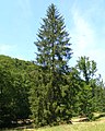 Picea abies (L.) H. Karsten