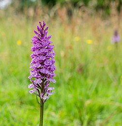 Épi d'orchis tacheté. (définition réelle 3 350 × 3 456)