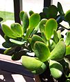 Giant Jade leaves.