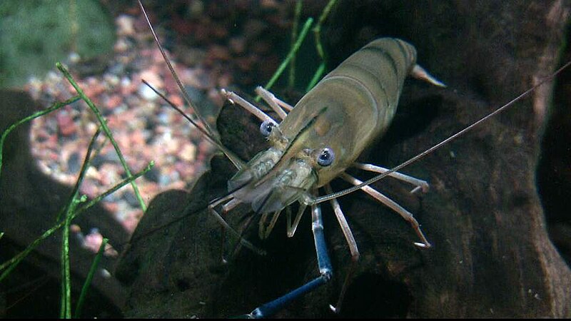 File:Giant Malaysian Prawn.JPG