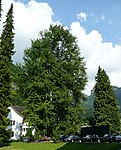 Ginkgobaum beim Rathaus