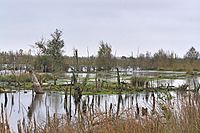 100. Platz: Volknei Neu! mit Wiedervernässung im Bereich Dreiecksmoor im Naturschutzgebiet Goldenstedter Moor, Landkreis Vechta