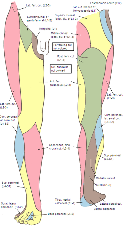 Cutaneous innervation of the lower limbs - Wikipedia