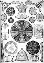 Haeckel Diatomea 4.jpg