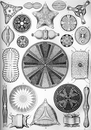 Planche d’illustration de Diatomées