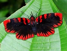 Haemactis sanguinalis