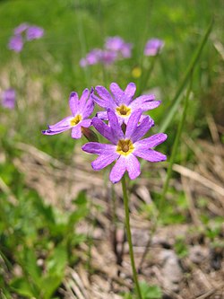 Primula cuneifolia