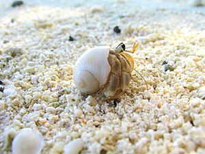 Hermit Crab. Polinesia.