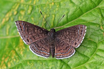 Detritivora hermodora Hermodora metalmark, Panama