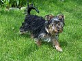 A Yorkshire Terrier with a dark coat