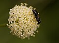 Unidentified wasp(Stuttgart, Germany)