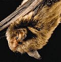 Miniatura para Myotis sodalis