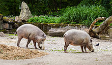 Jabalí barbudo (Sus barbatus), Tierpark Hellabrunn, Múnich, Alemania, 2012-06-17, DD 01.JPG