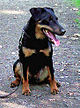 Jagdterrier-Wikipedia.jpg