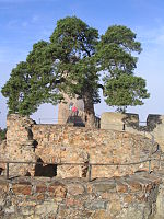 Krüppelkiefer auf dem Wehrgang des Auerbacher Schlosses