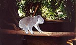 Koala walking along a branch