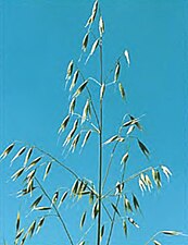 Une inflorescence en panicule de l'avoine folle ou folle-avoine (Avena fatua) : les spigaous sont séparés, retombants et individués.