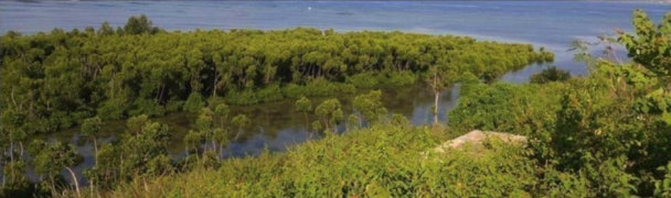 Lagoon with fringing mangroves