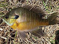 Lepomis macrochirus UMFS 2014 2.JPG