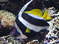 Longfin Bannerfish (Heniochus acuminatus)