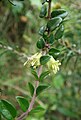 Lonicera ligustrina