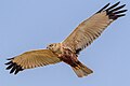 Platz 3: Stephan Sprinz - Eine männliche Rohrweihe (Circus aeruginosus) beim Jagdflug im Osten Spiekeroogs, Nationalpark Niedersächsisches Wattenmeer - Nahezu majestätisch zieht der mächtige Greifvogel seine Runden am Himmel. Die vorwiegend Feuchtgebiete bewohnende Art überrumpelt ihre Beute aus einem gaukelnden Suchflug heraus meist dicht am Boden, seltener auf dem Wasser oder in der Luft. Die Beute der Rohrweihen setzt sich zumeist aus kleineren Sing- und Wasservögeln zusammen. Dieses prächtige Exemplar wurde von dem Fotografen Stephan Sprinz im Osten der Ostfriesischen Insel Spiekeroog abgelichtet, im Nationalpark Niedersächsisches Wattenmeer. Die Aufnahme zeigt das Tier bei seinem Jagdflug mit weit ausgebreiteten Schwingen von der Unterseite, den Blick aufmerksam auf den Boden gerichtet.