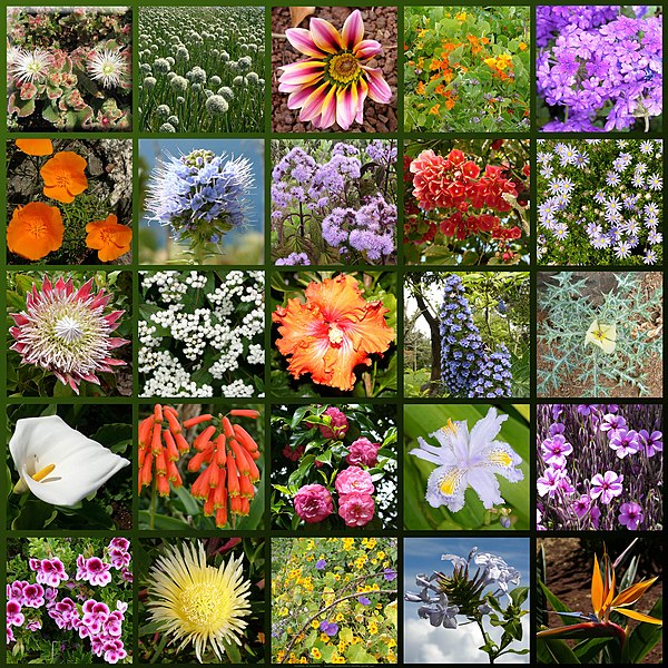 Image:Madeira-flowers hg.jpg